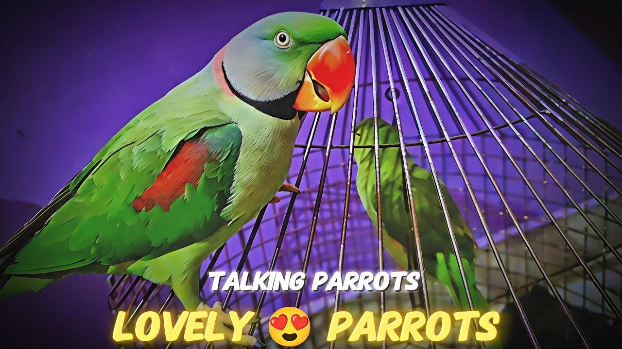 Lovely 🌹Pagal Parrots Love 🦜 Viral Video #talkingparrot #parrot #viralvideo #funny #video 