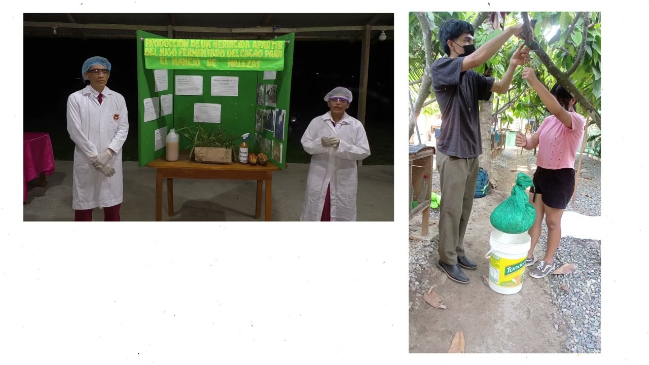 Producción de herbicida apartir del jugo fermentado del cacao para el manejo de malezas.