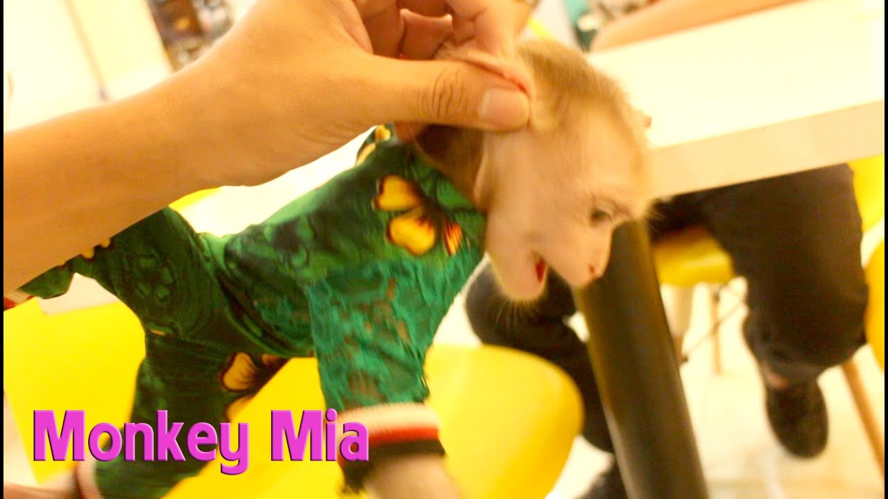 Mia's monkey goes to drink milk tea