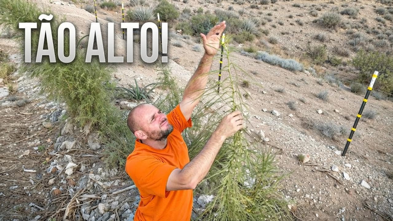 2 Anos Transformando o Deserto em Floresta