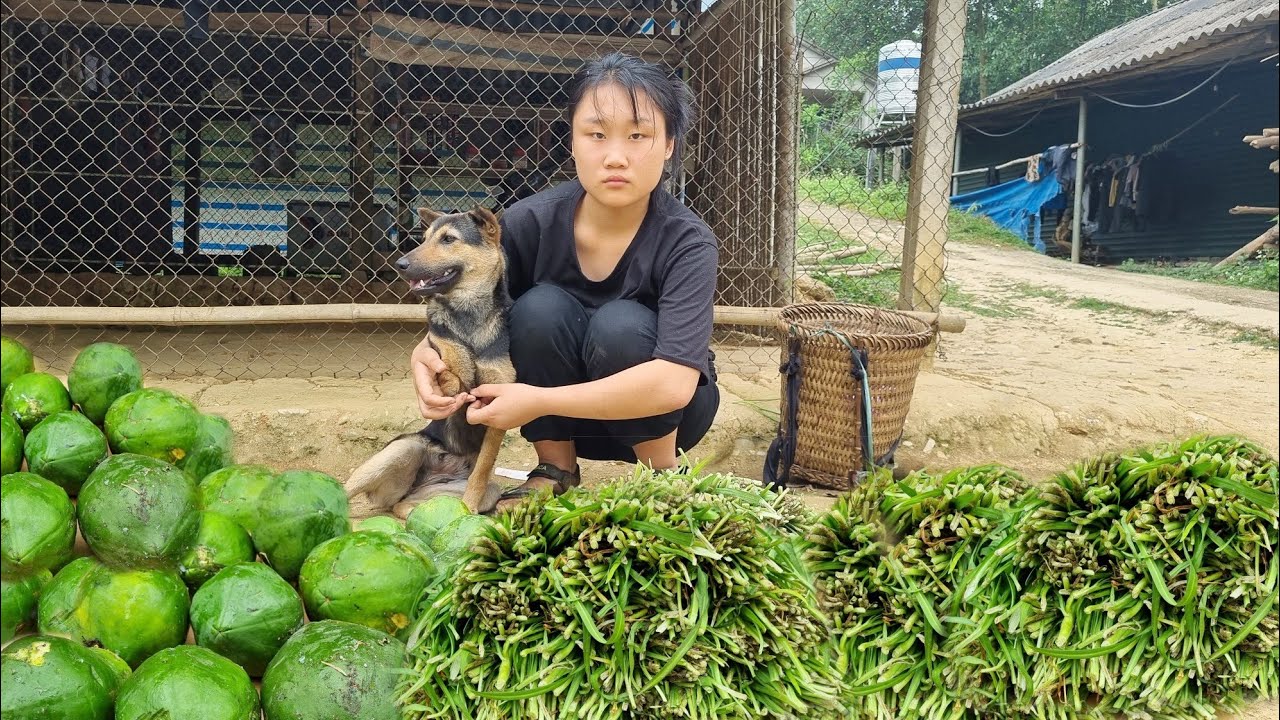 boy,and girl work every day l Forest life