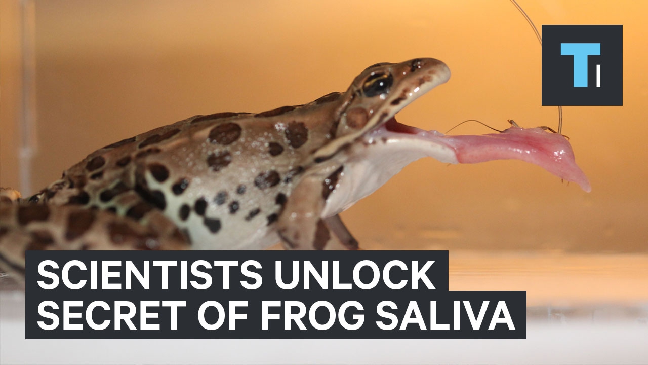 Slow-motion footage reveals the unique way frog's capture their prey