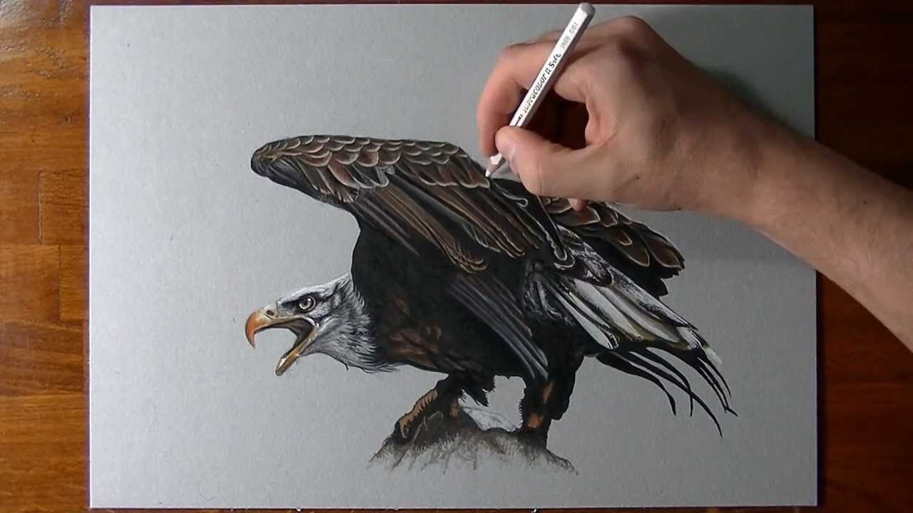 How to draw an eagle
