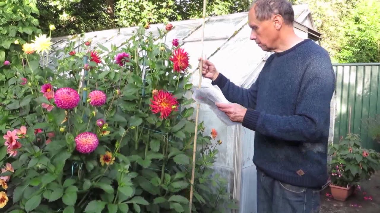 How to grow dahlias step by step (the Geoff & Heather way!)