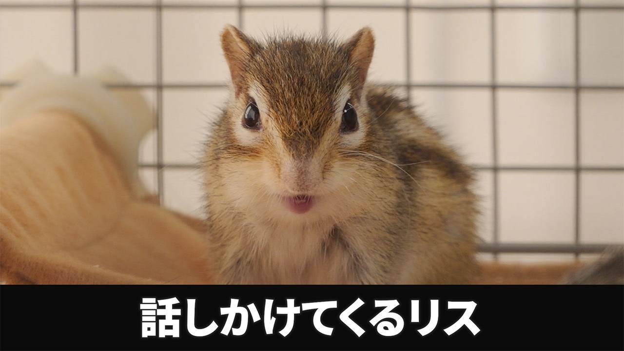 【シマリス】リスの日に話しかけられた