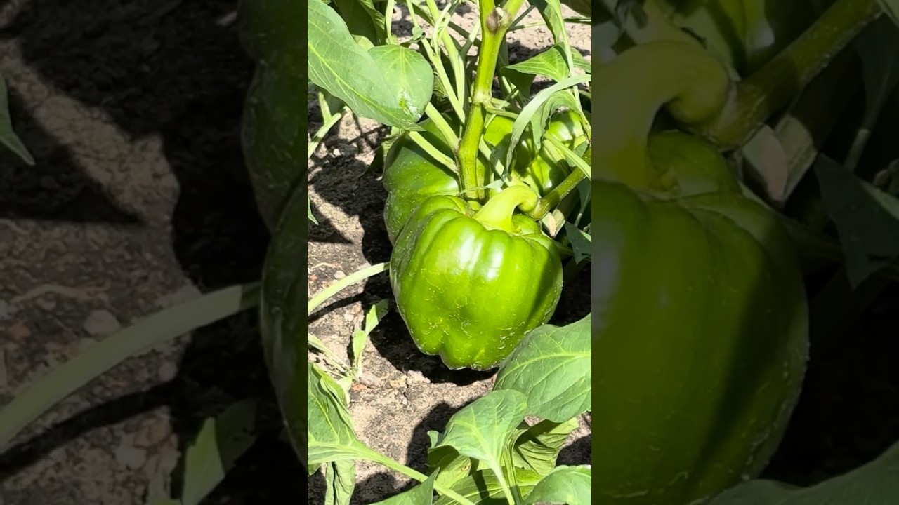 Green Bell Peppers - Zielona Papryka 