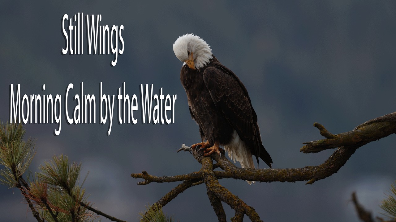 Still Wings | The Patient Guardian