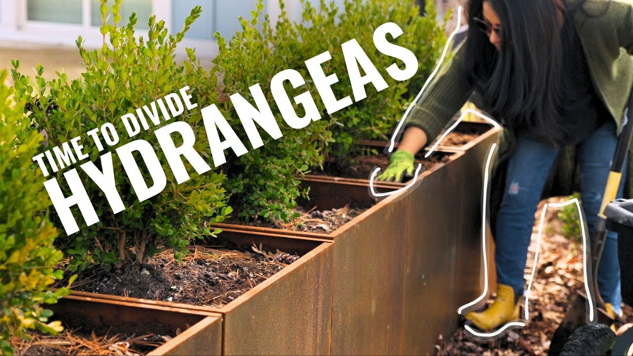 Boxwoods in planters update & dividing ANABELLE Hydrangea
