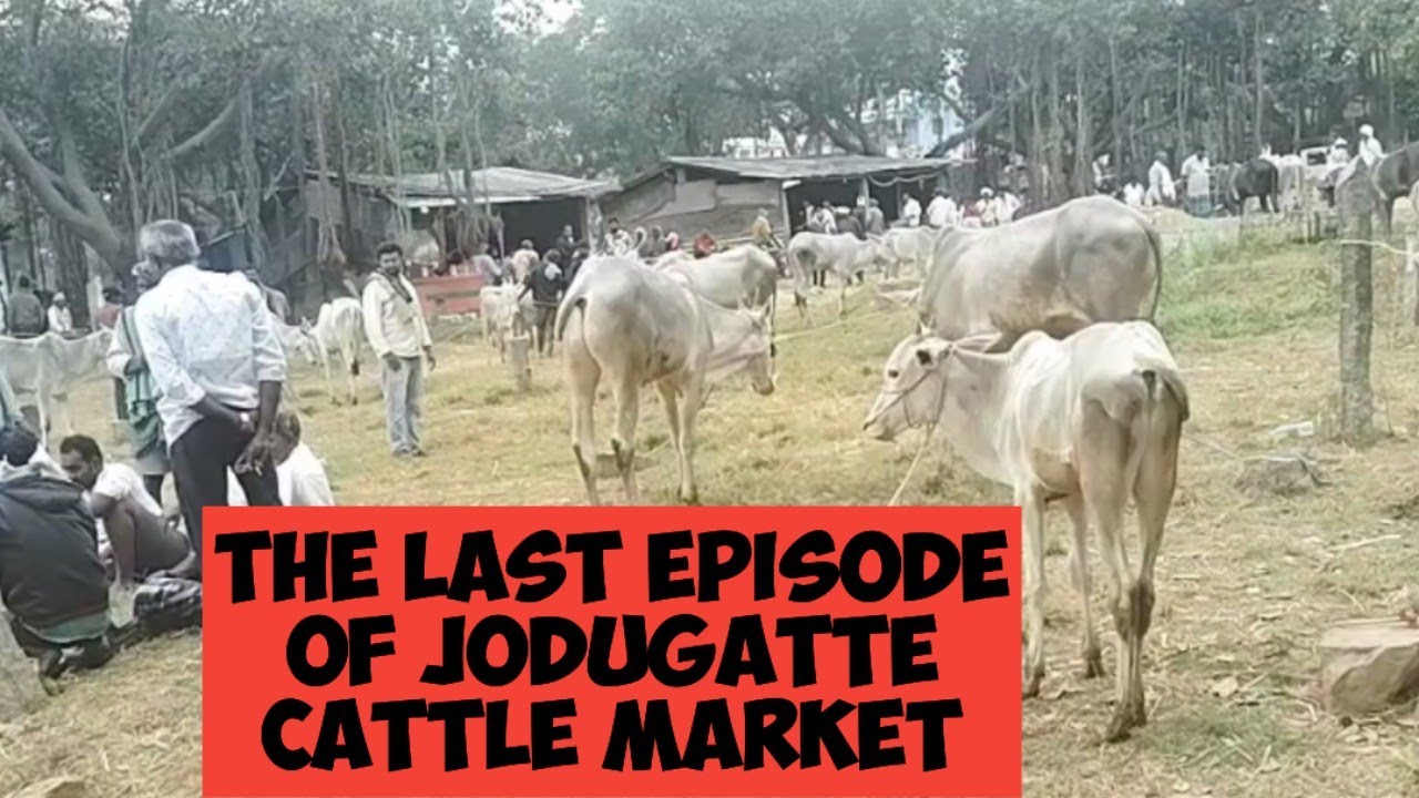 The last episode of jodugatte cattle market@ Indian hallikar, 30*11*2025
