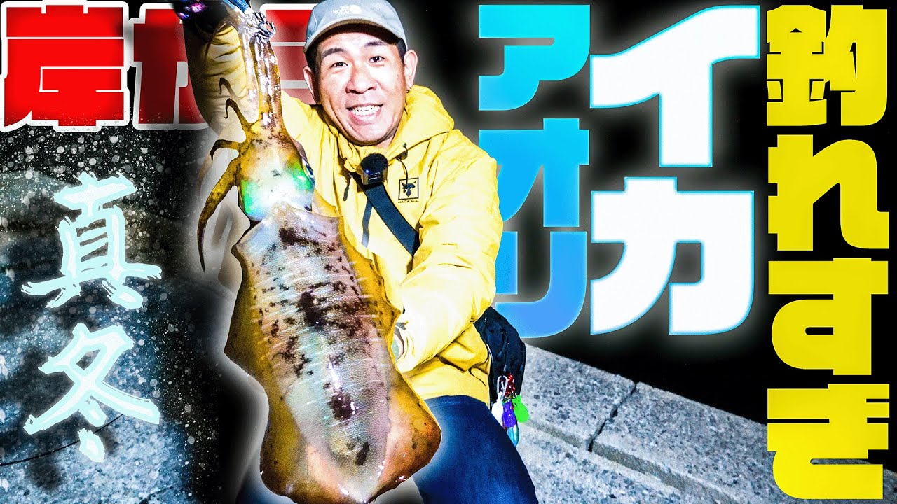 冬エギング！岸からアオリイカが爆釣しました！