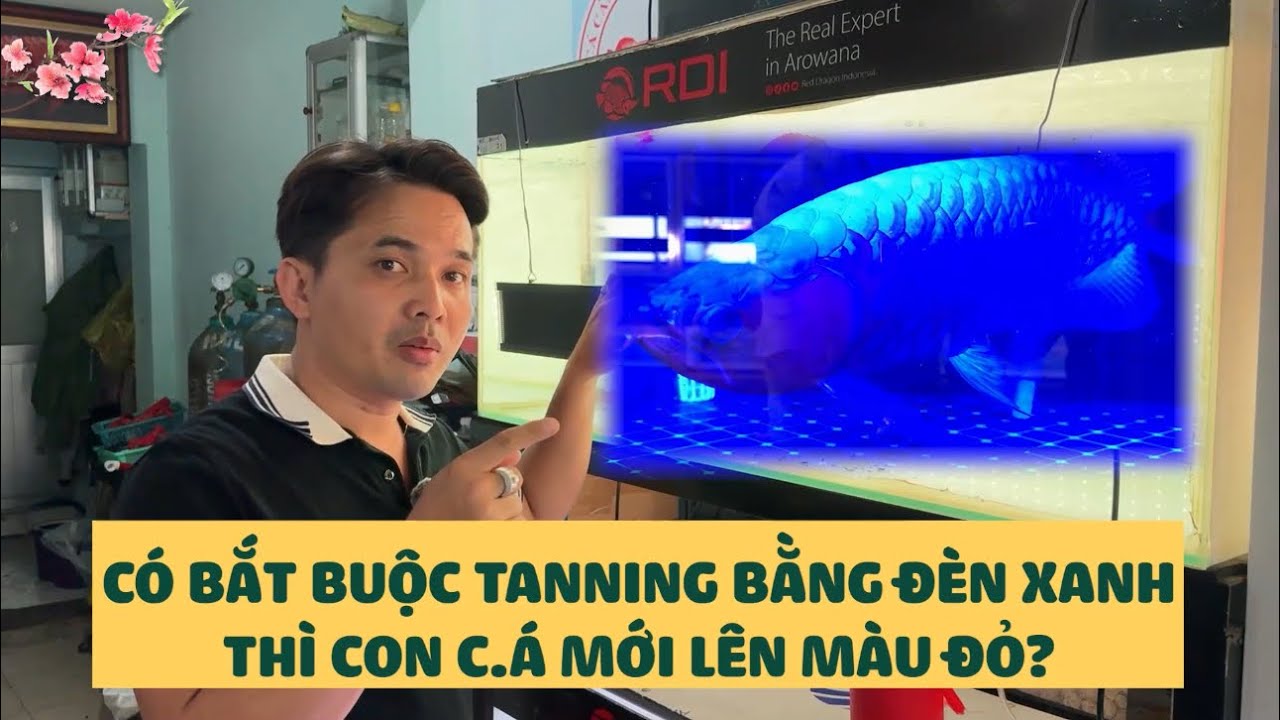 Khi sài đèn RDI thì có buộc phải TANNING đèn xanh dương thì cá mới lên đỏ ? Hay đèn vàng mới là đc ?
