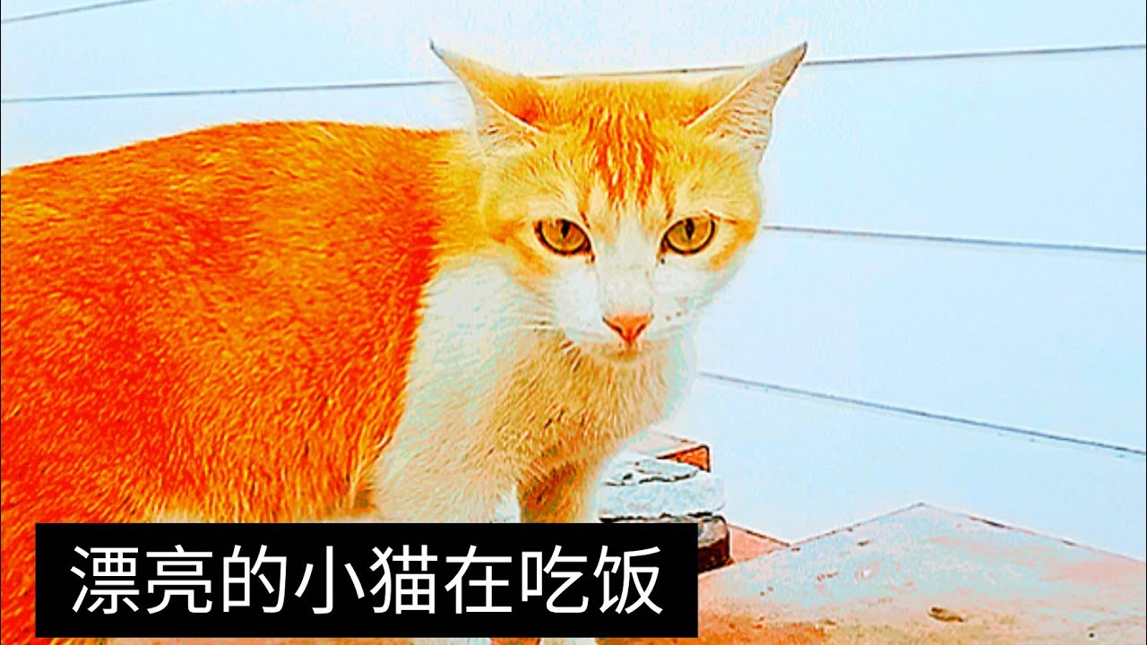 Beautiful Cat Eating Food Peacefully 🐱🍽️ | 漂亮的小猫在吃饭