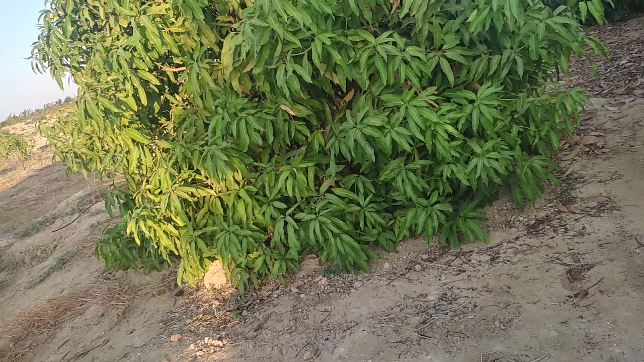 فيديو من مزرعه مانجو في ارض طفله كلسيه فيها الاملاح مرتفعه واهم التوصيات الفنيه  واتس 01022222527