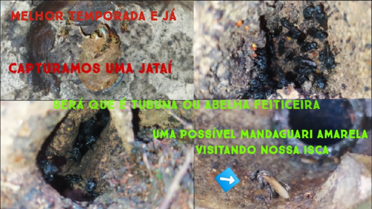 Instalando isca +fazendo revisão e mostrando abelhas nos seus ninhos Naturais e captura na isca pet 