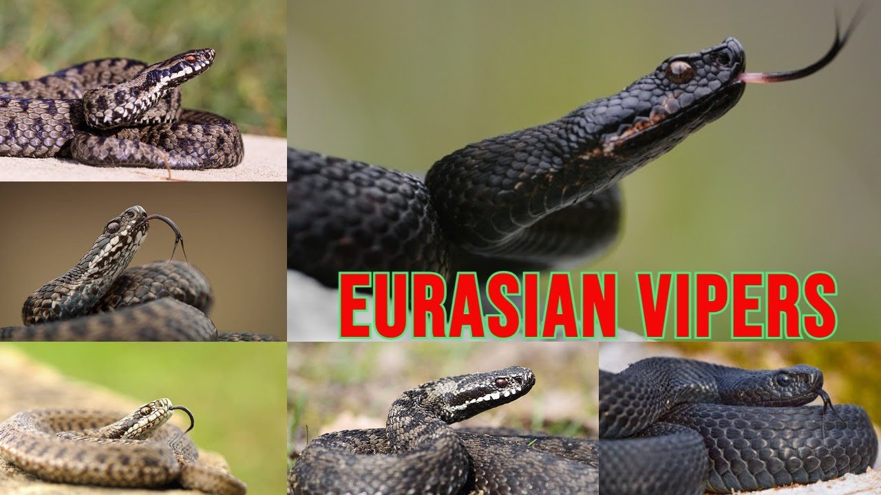 All Eurasian Viper Species / Viper species/list of Eurasian vipers/vipers / Vipera