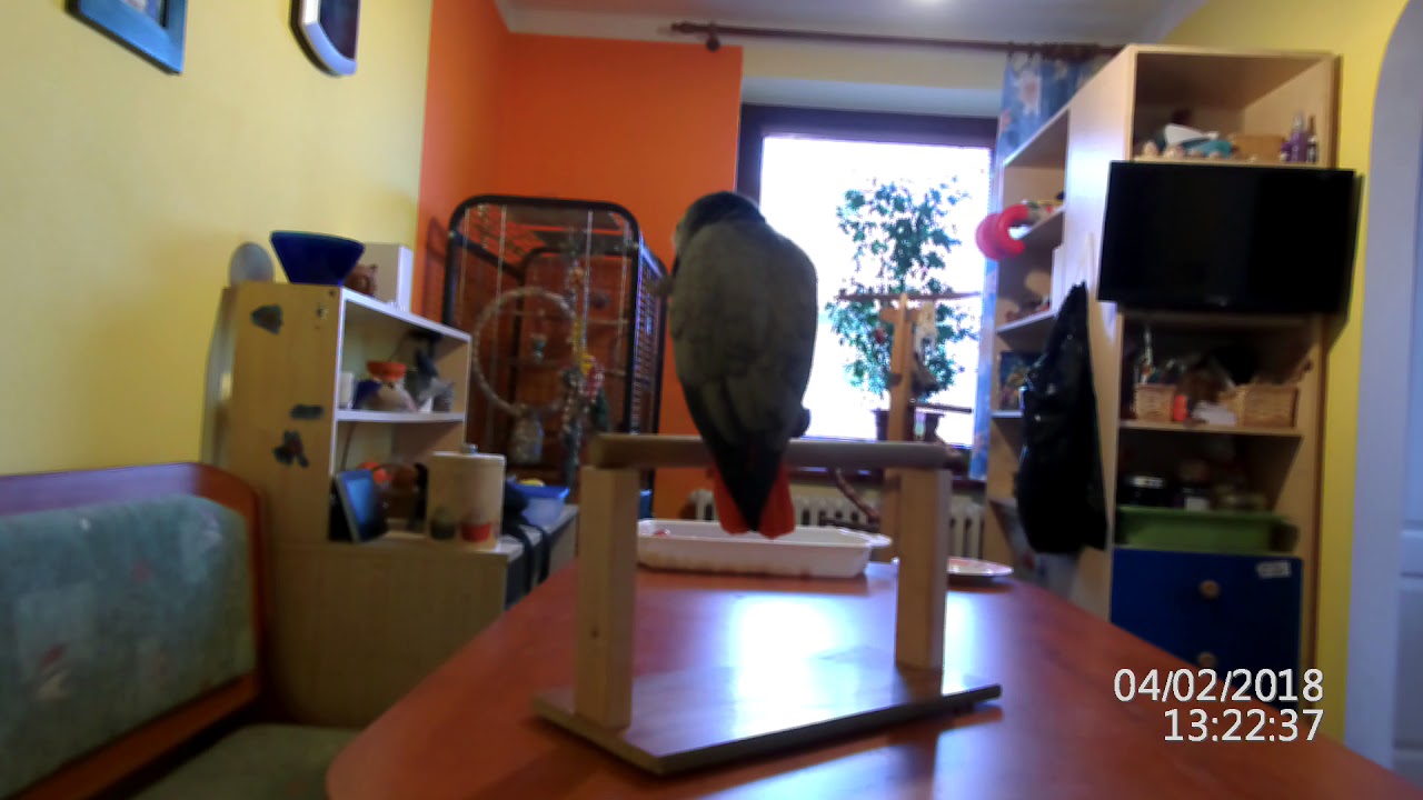 Jak seznámit papouška žako s novými bydélky