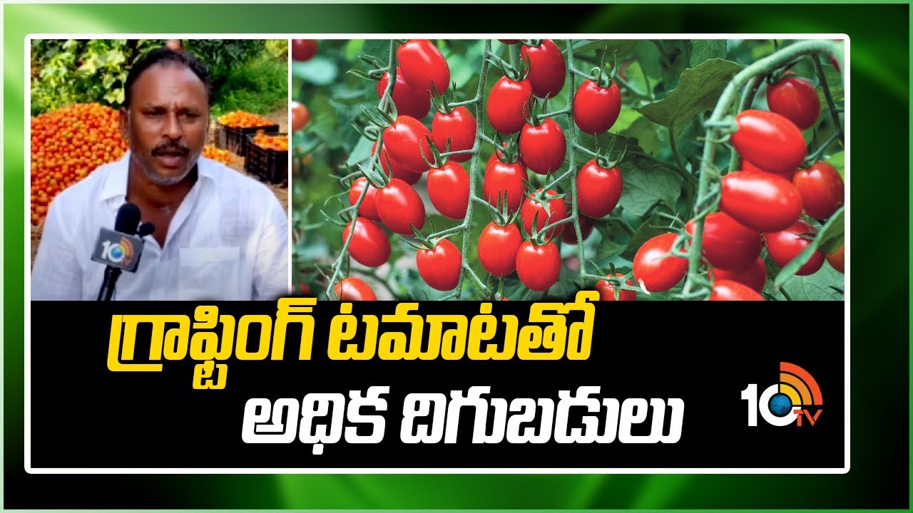 గ్రాఫ్టింగ్ టమాటతో అధిక దిగుబడులు| Farmer Getting High Yields With Grafting Tomato | Matti Manishi