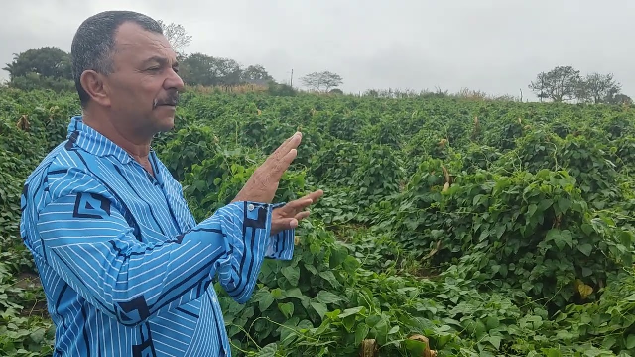 MINHA PLANTAÇÃO DE FAVA