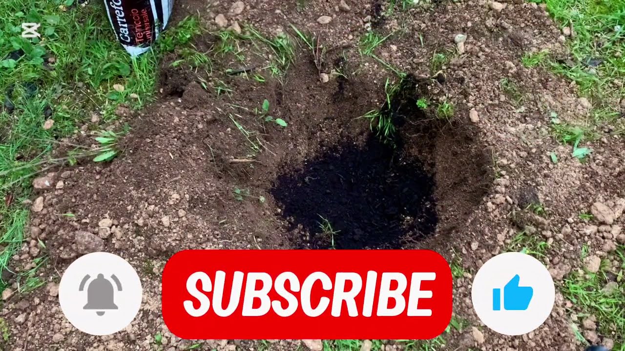 Come piantare una pianta di’ melagrana in modo corretto 