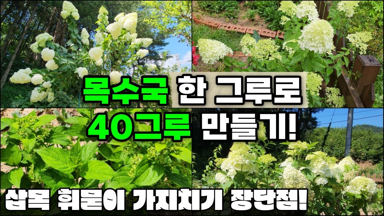 목수국 한 그루로 40그루 만들기 | 삽목 휘묻이 가지치기 장단점 | 강원도 정원