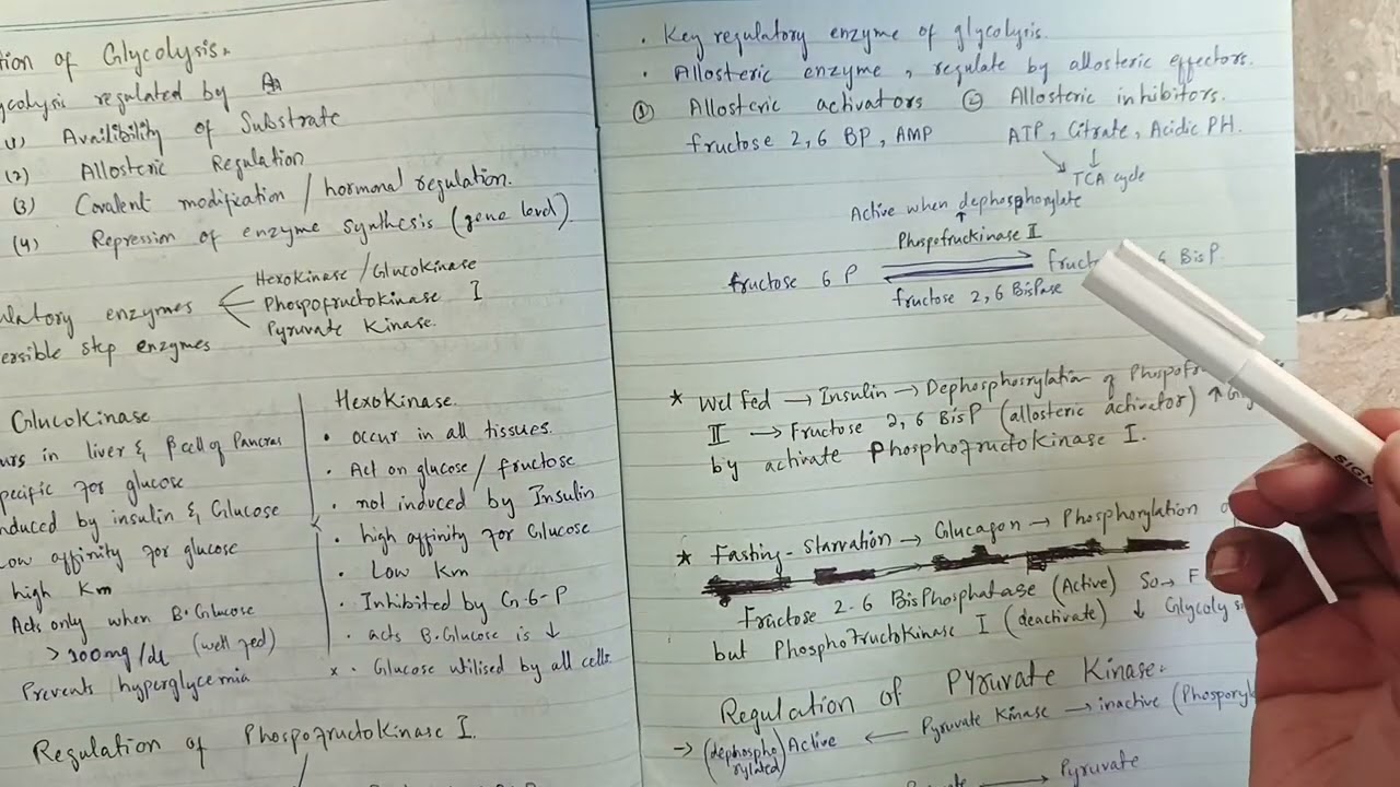 Regulation of Glycolysis part 2 continue| Key Enzymes & Clinical Importance (MBBS) in Hindi /Urdu