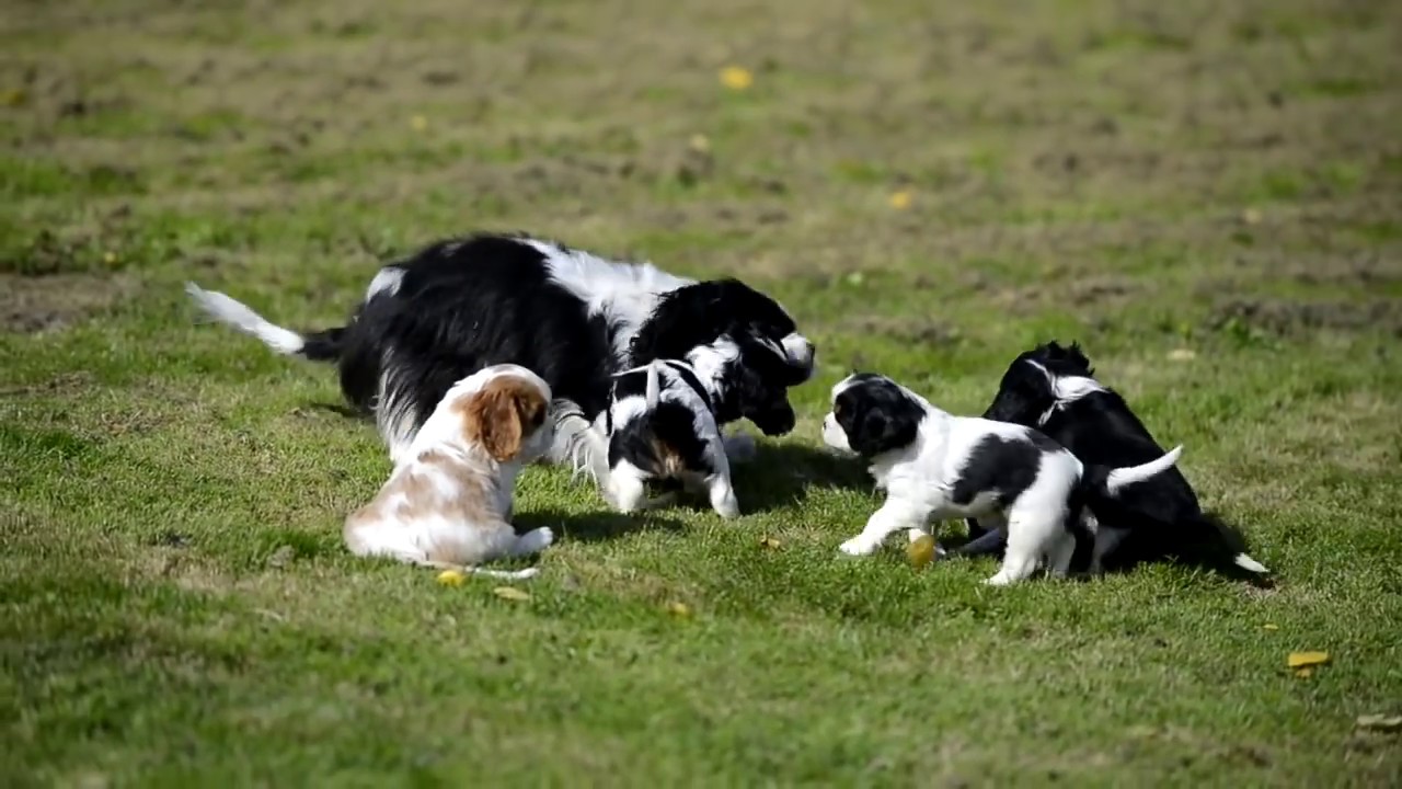 Cavalier King Charle Spaniel pupies with mother being cute! 6.weeks old