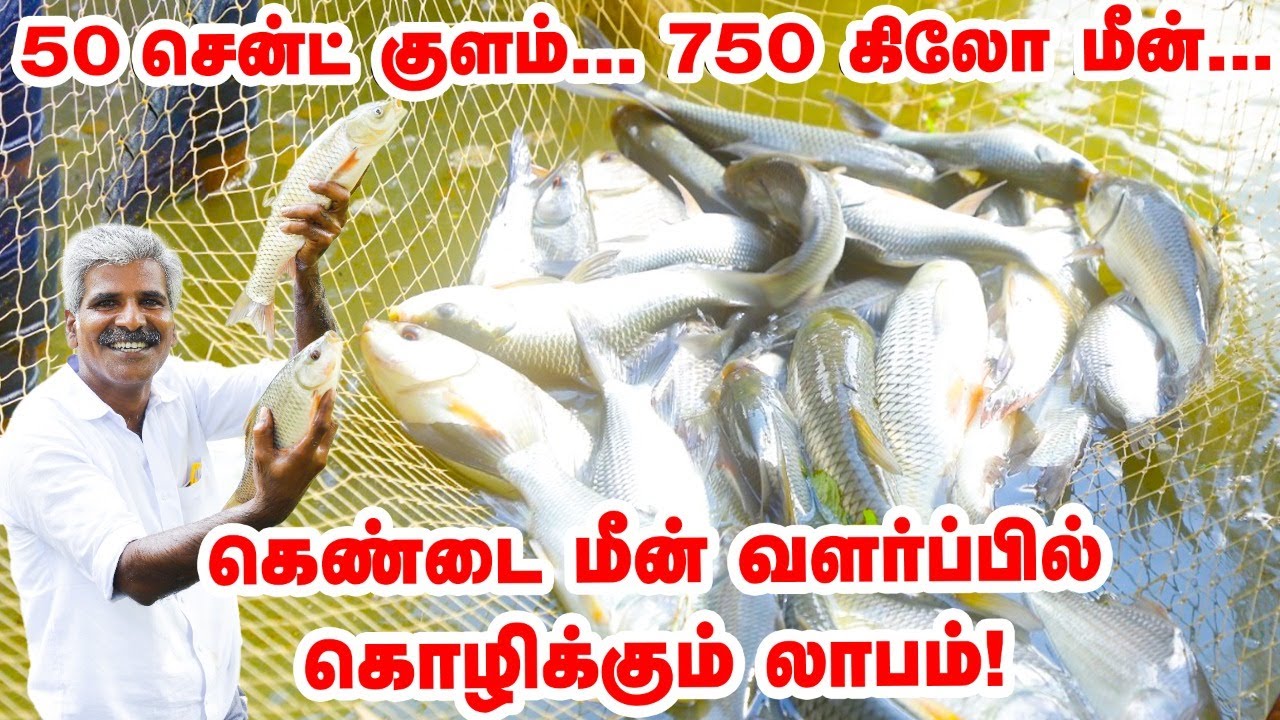 18 வருட அனுபவம்...  50 சென்ட் குளம் 750 கிலோ மீன்...  கெண்டை மீன் வளர்ப்பில் சாதிக்கும் விவசாயி