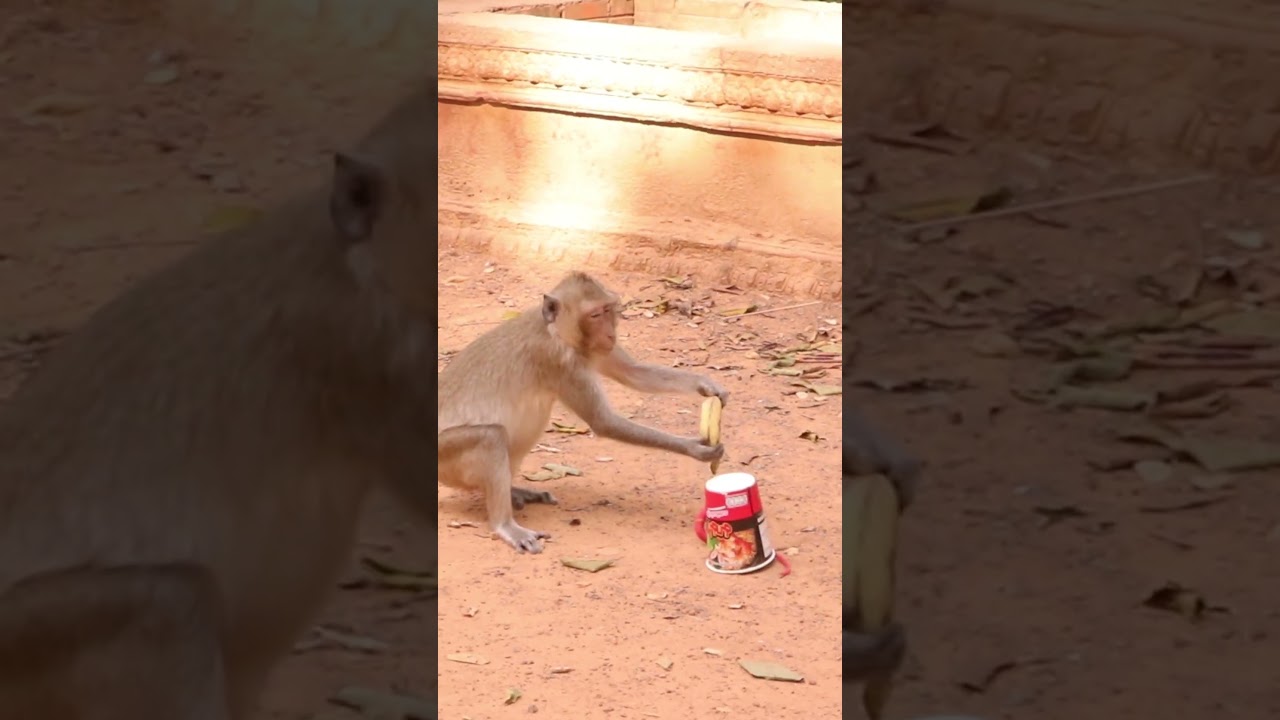 Monkey video  Prank monkey #funny #monkey #monkeyvideo #animals #funnyanimal