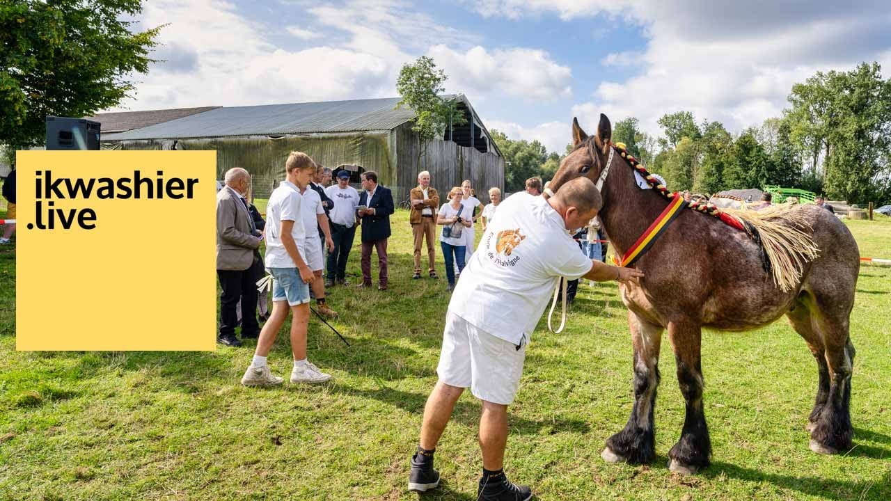 Belgische trekpaarden stelen show - Étalons Trait Belges à l'honneur au concours interwallon AWCTB