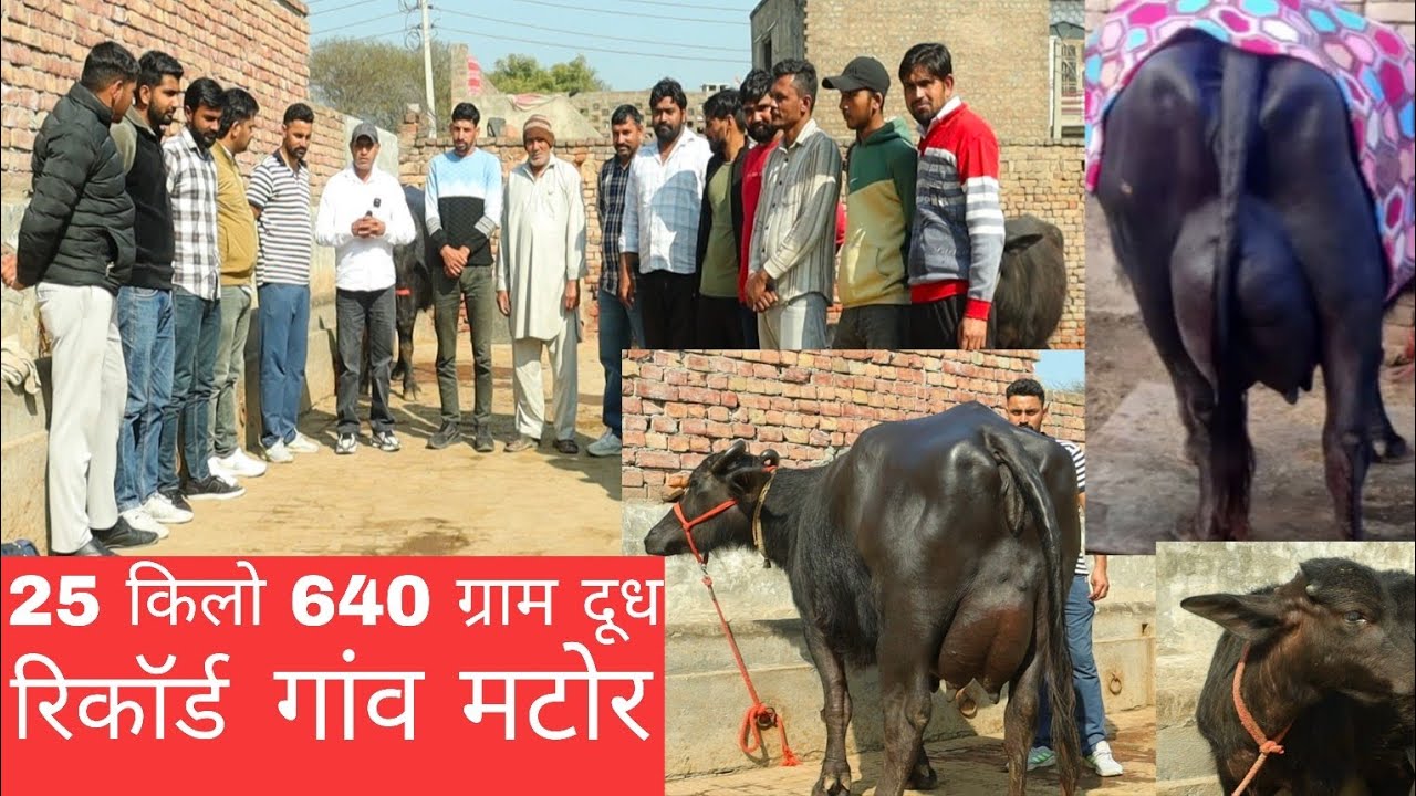25 किलो 640 ग्राम दूध रिकॉर्ड गांव मटोर की सुपर स्टार भैंस 
