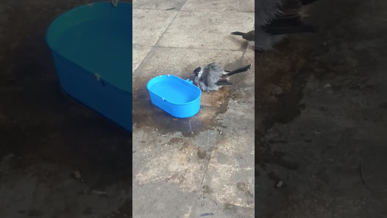 Melihat burung kutilang lagi mandi lucu sekali tingkah nya
