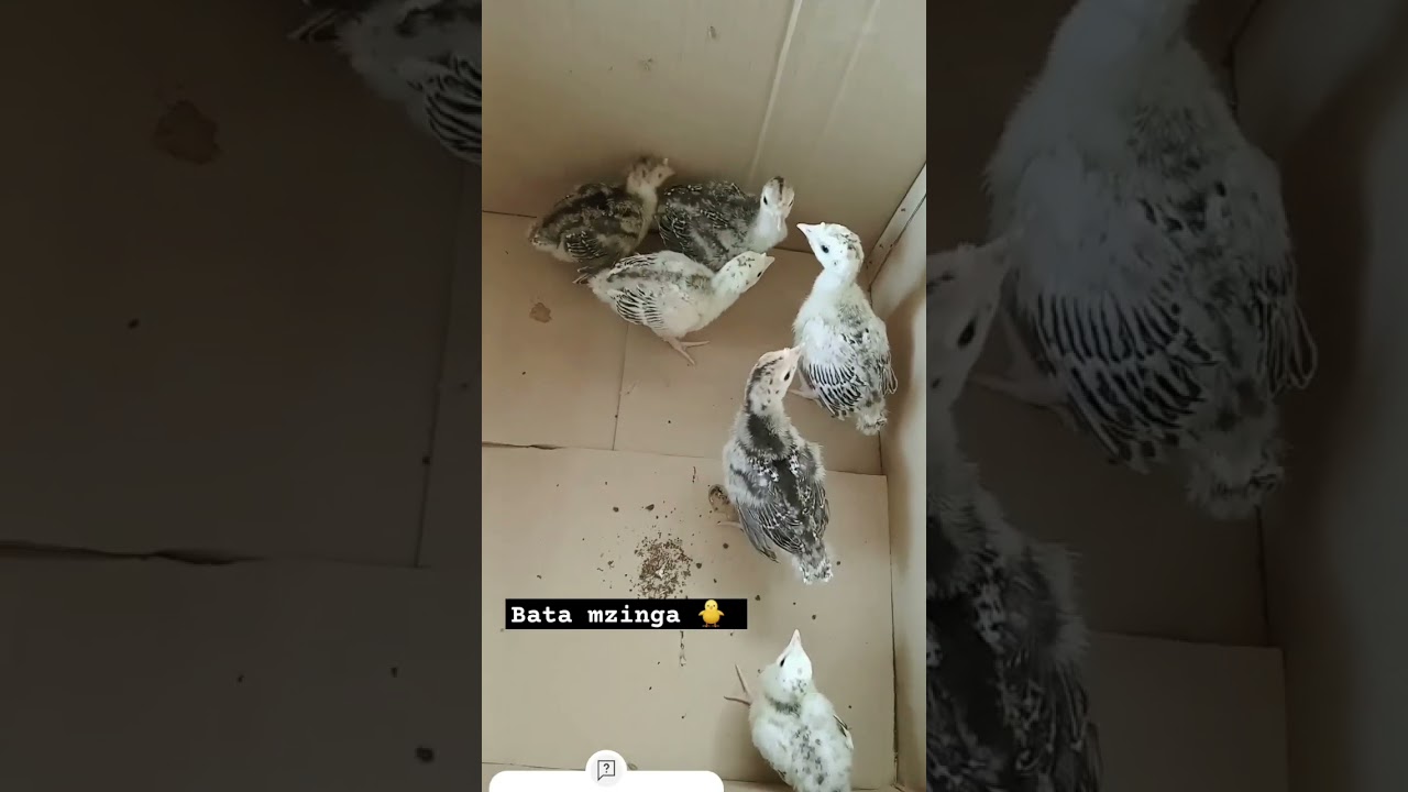 Bata Mzinga.  Vifaranga vya  wiki 3. #birds #kuku #chicken #mifugoshop
