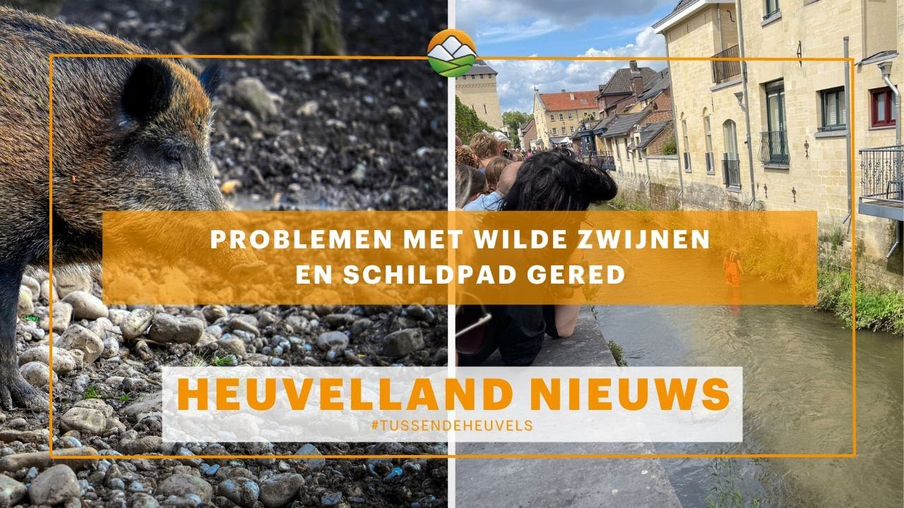 Heuvelland Nieuws: Wilde zwijnen veroorzaken problemen in Bunde
