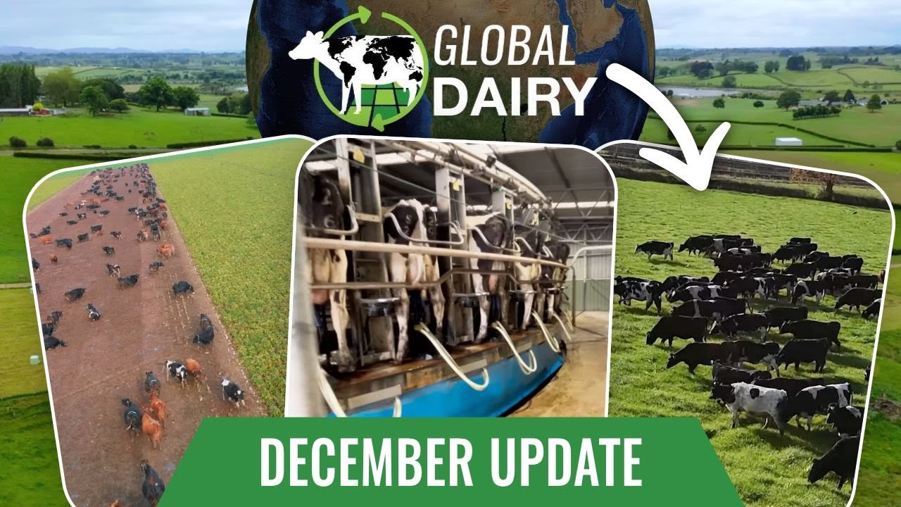 Global Dairy: December Update from NZ, AUS & The UK