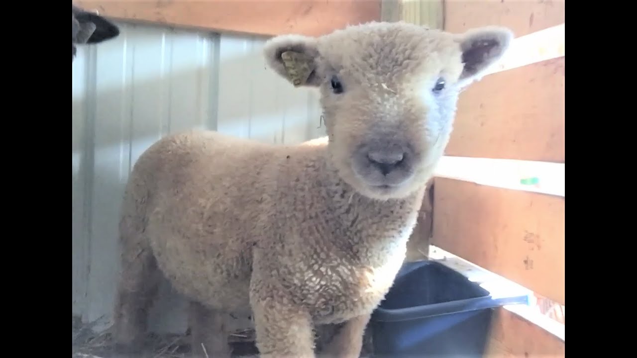 SIR FLUFFINGTON I OLDE ENGLISH SOUTHDOWN BABYDOLL SHEEP I WALK AND TALK WITH NIGERIAN DWARF GOATS