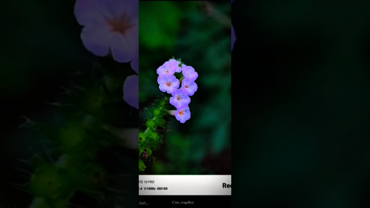 🌺Creative flower Photography with phone🔥 !! photography ideas💡!!