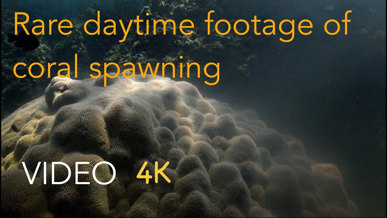 Rare daytime footage of coral spawning, Underwater video