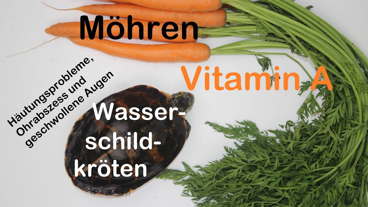 Möhren und Vitamin A in der Wasserschildkröten-Ernährung