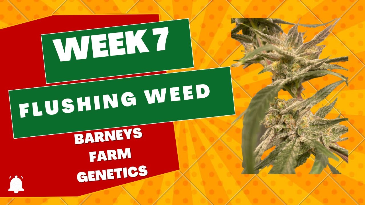 Week 7 Flower (Barneys Farm Banana Punch, Blue Sunset Sherbert)