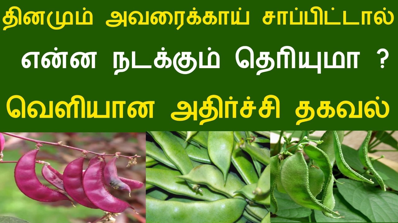 தினமும் அவரைக்காய் சாப்பிட்டால் என்ன நடக்கும் தெரியுமா‌ ? வெளியான அதிர்ச்சி தகவல் #aramjothidam