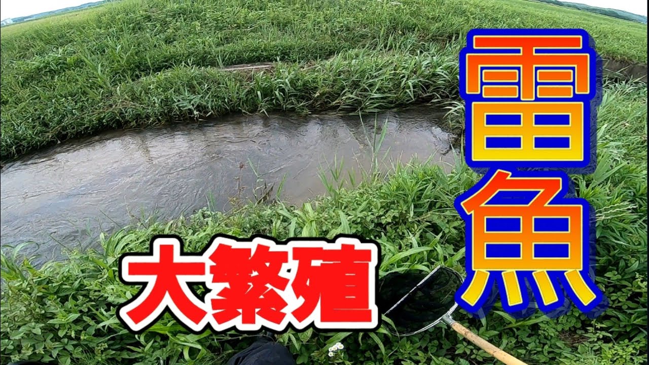 [ガサガサ]雷魚、大繁殖の用水路