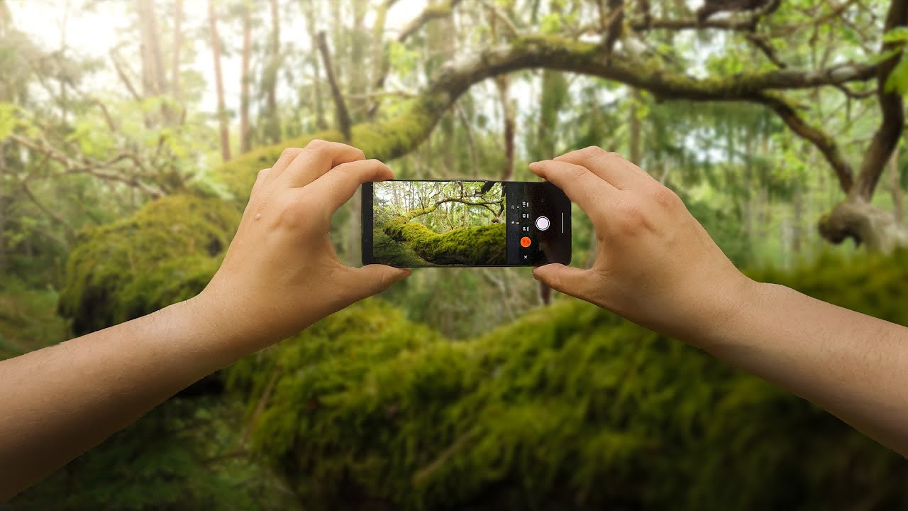 Xperia 1 V - Relaxing POV Forest Photography