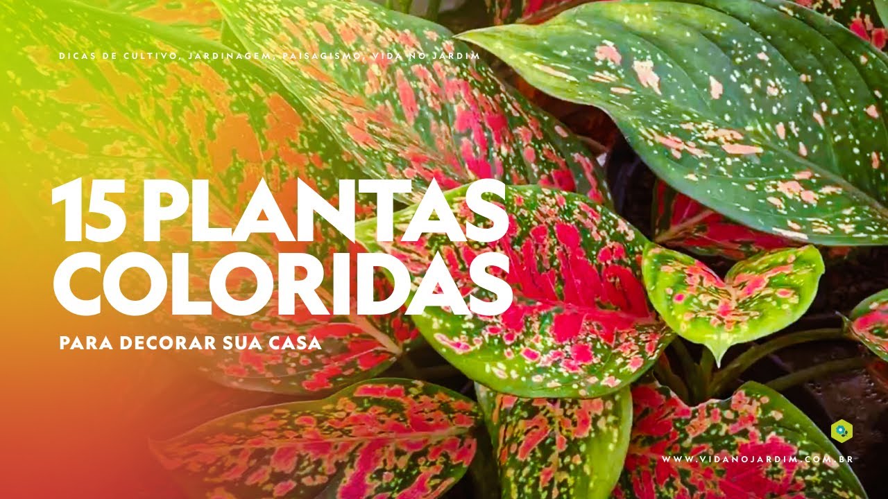 15 PLANTAS COLORIDAS para DECORAR a CASA