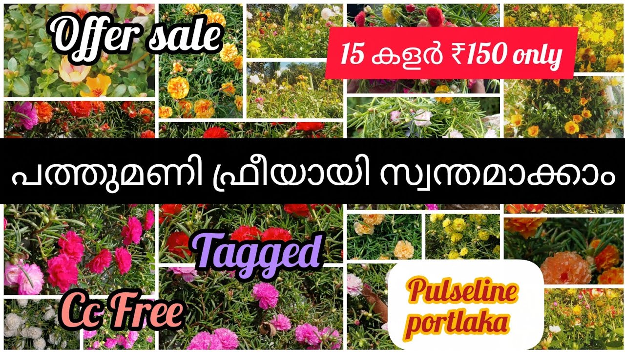 💥💥Offer sale video 💥💥പത്തുമണി WhatsApp 9526076448#fidhooz garden #flowering plants