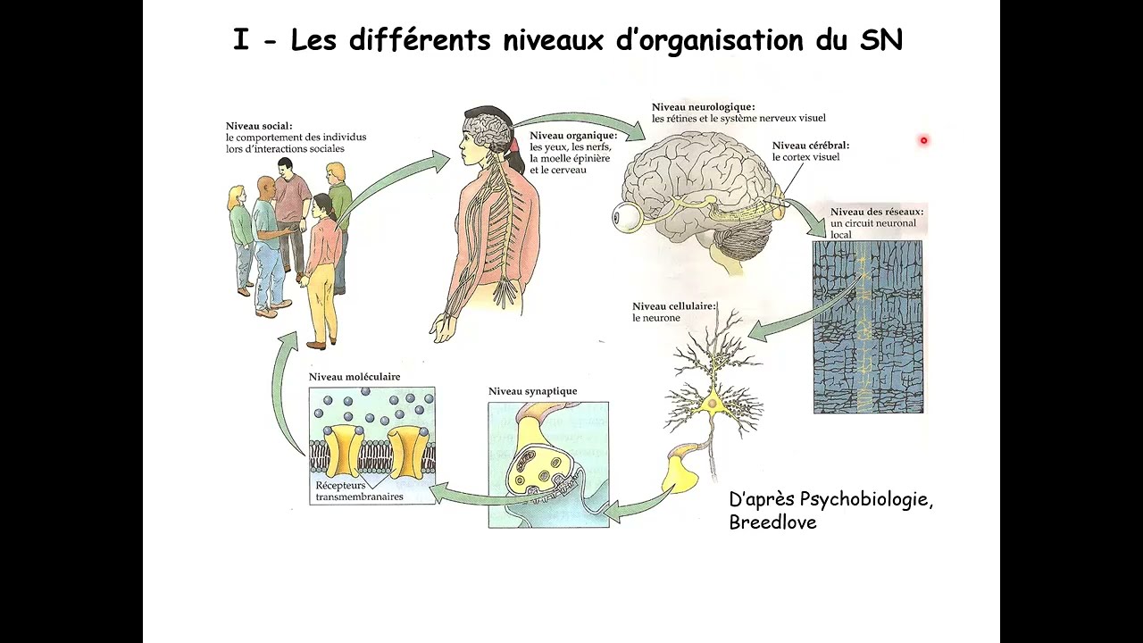 Neurosciences | Organisation et fonctionnement du système nerveux | Vidéo 1