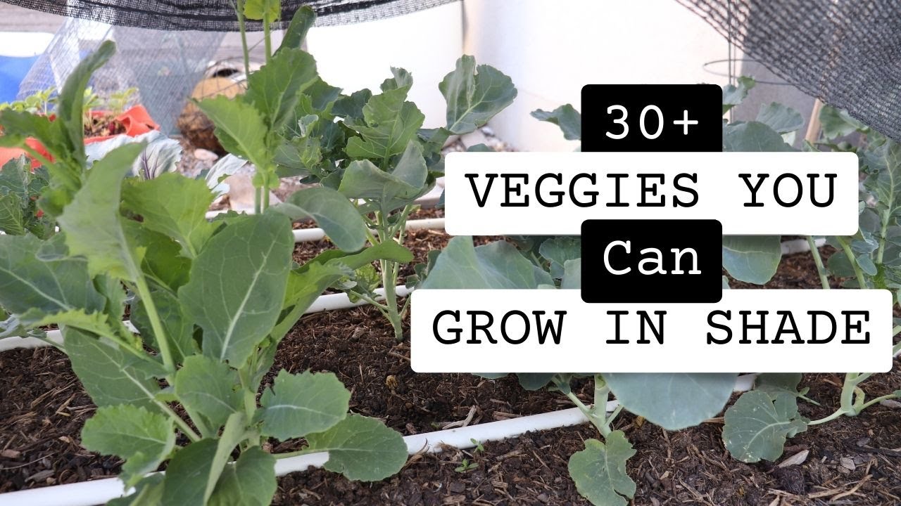 30 + Vegetables that you can grow in the shade
