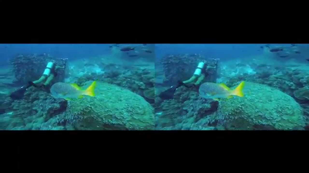 Scuba Diving the Galapagos Islands in 3D - For Google Cardboard - 3D side by side (3DS)