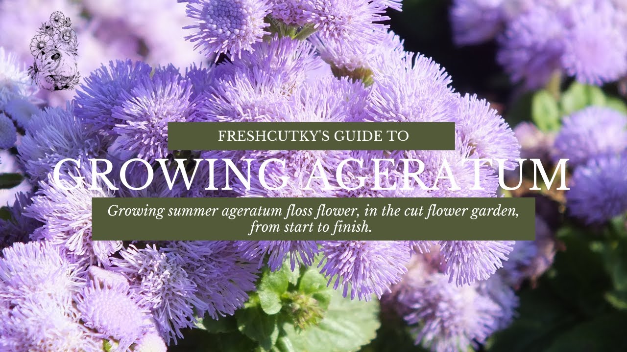 GROWING AGERATUM: SEED TO FLOWER How to Grow Ageratum for the Cutting Garden Ornamental Flossflower