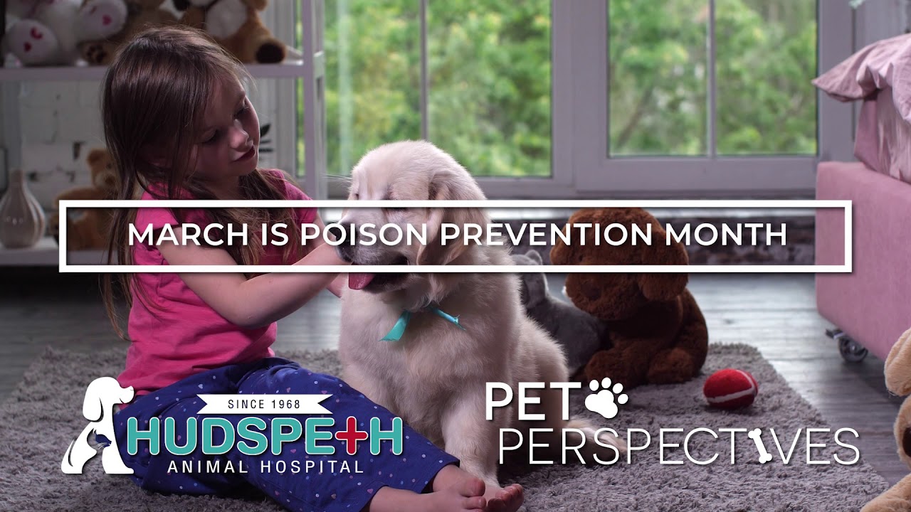 Pet Perspective