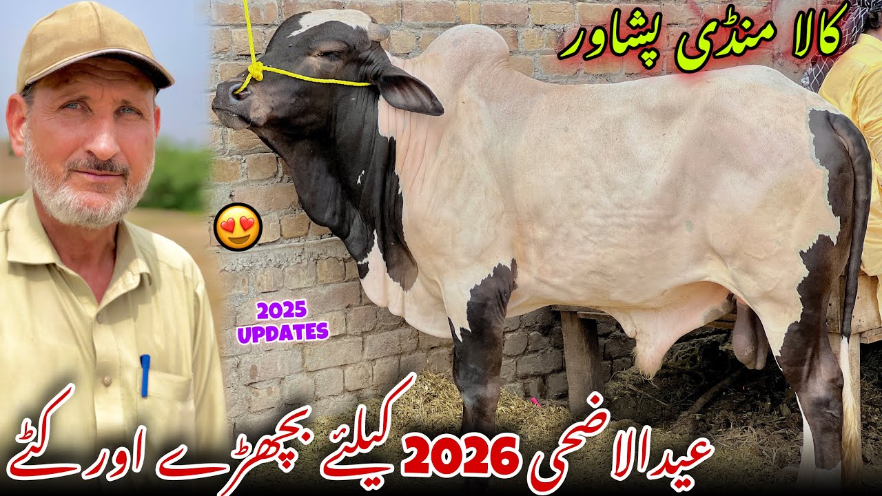 Kala Mandi Peshawar New Updates 2025 | Joti Mandi Kala | Peshawar Maweshi Mandi | Ali Hazrat Bacha